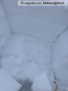 Observation photo 8
