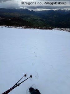 Observation photo 3