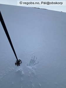 Observation photo 4